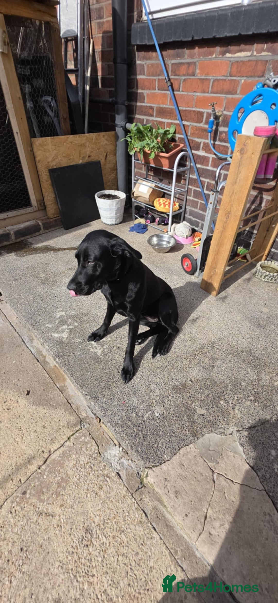 Labrador Retriever dogs for sale: Luna Labrador retriever - Image 4