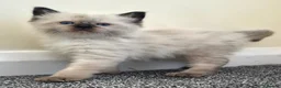 Ragdoll cats for sale: Pure Ragdoll kittens  - Advert 19