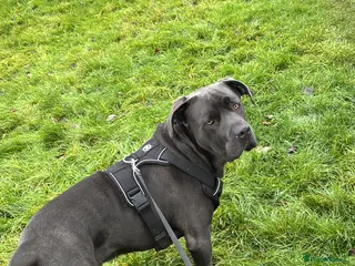 Cane Corso dogs Cane Corso - Advert 1