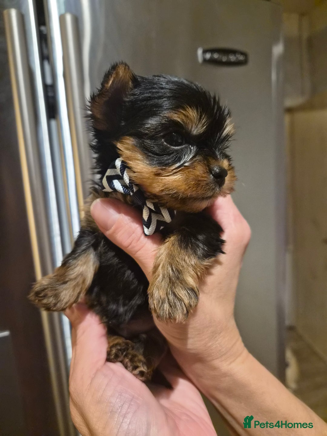 Yorkshire Terrier dogs for sale: 💝Beautiful Miniature Babies from 250g💝 - Image 8