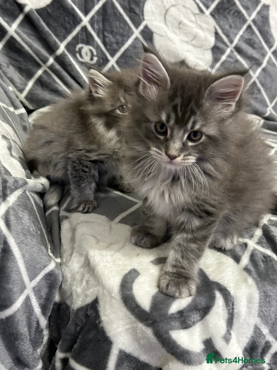 Maine Coon cats for sale: Maine Coon kitten in Manchester - Advert 2