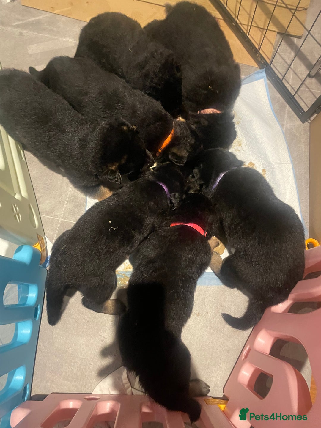 German Shepherd dogs for sale: German Shepherd puppies for sale (Full Pedigree) - Image 35