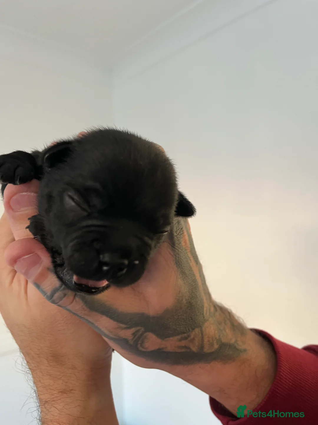 Staffordshire Bull Terrier dogs for sale: KC registered Staffordshire bull terrier puppy  - Advert 11