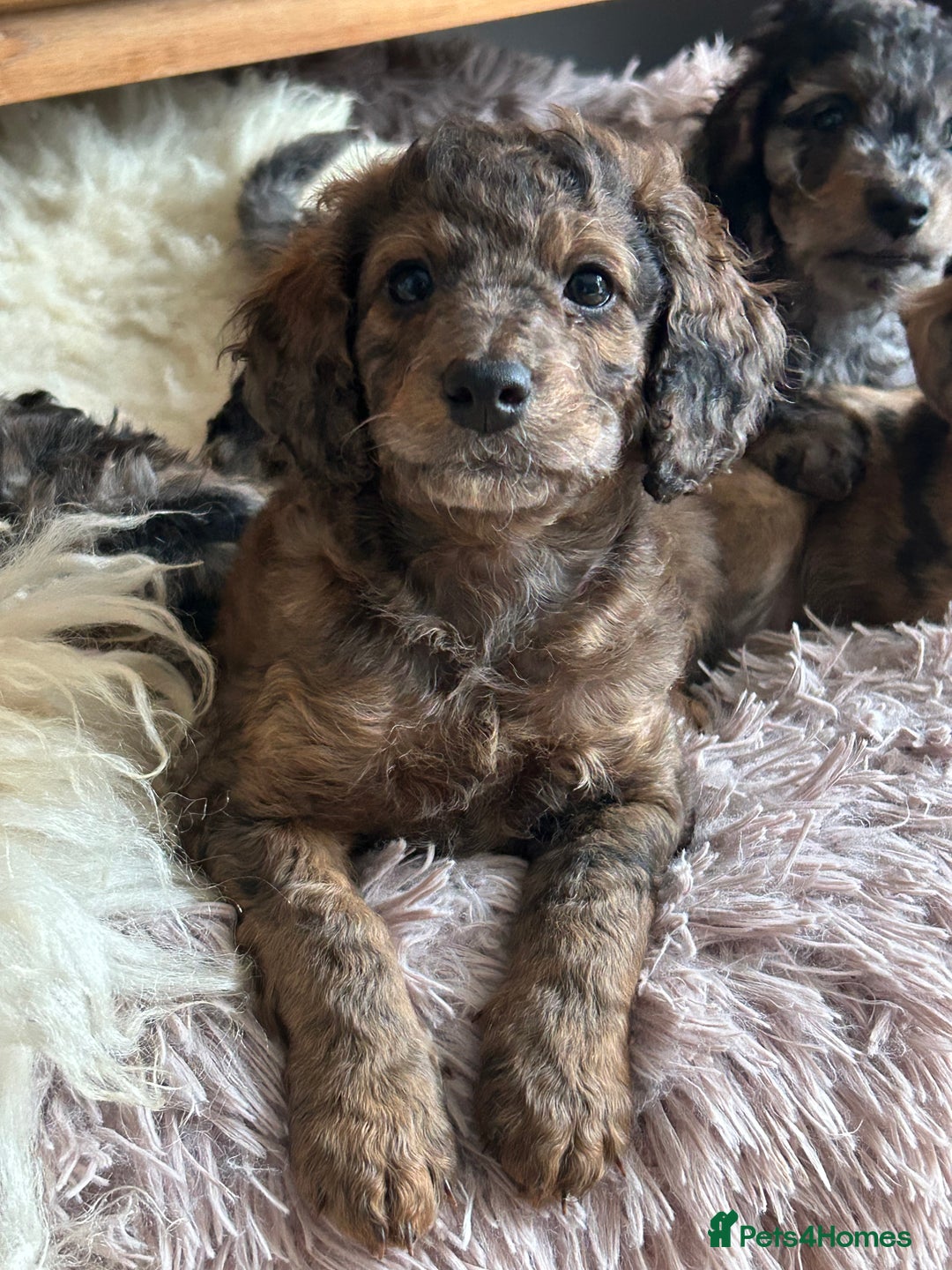 Cockapoo dogs for sale: Fb2 miniature cockapoo - Advert 25