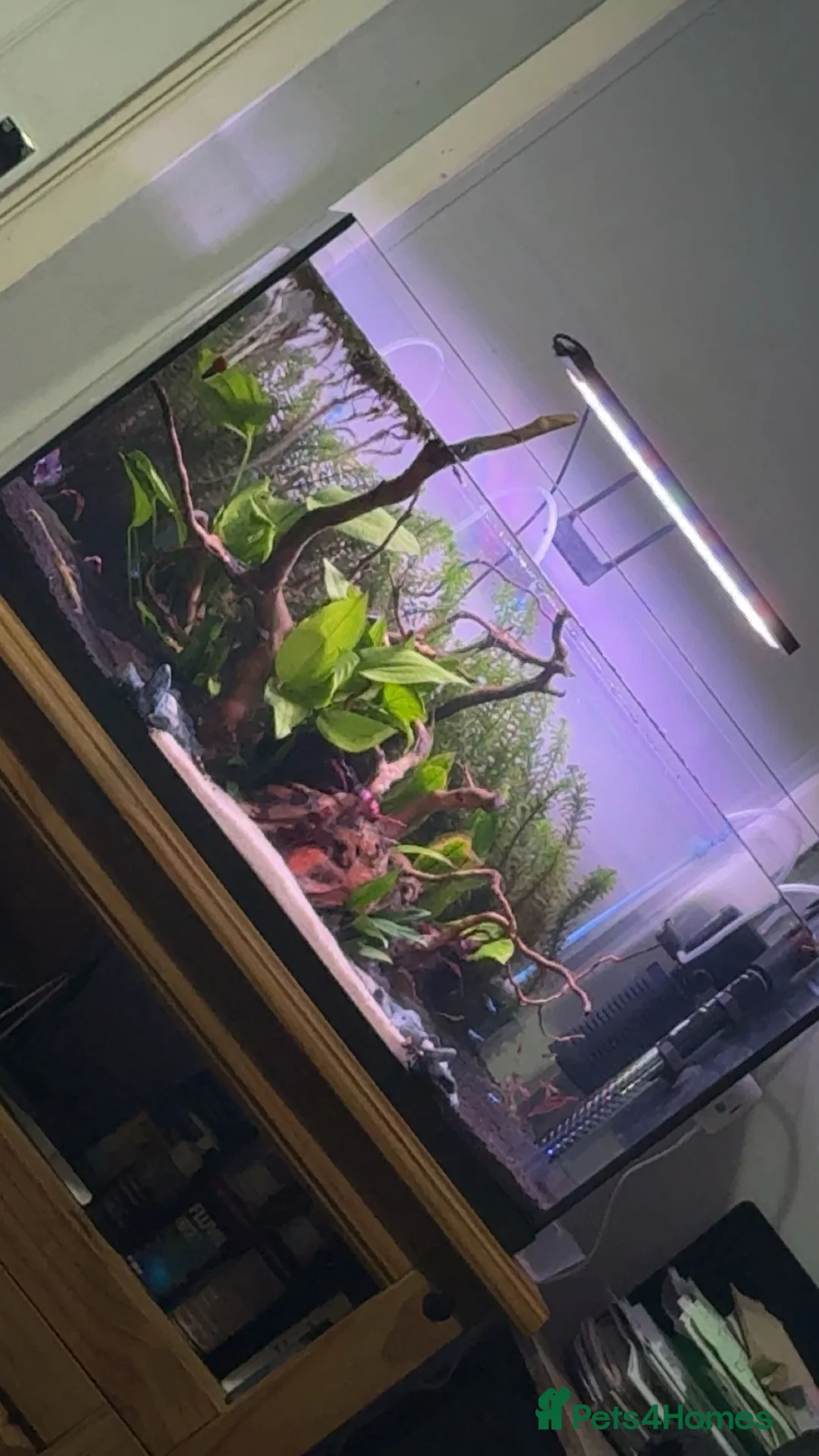 Bettas fish for sale: 105L fish tank with around 25 fish - Advert 1