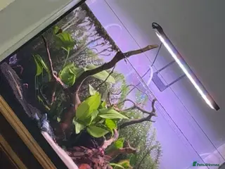 Bettas fish 105L fish tank with around 25 fish - Advert 1