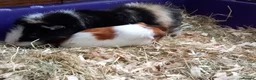 Guinea Pig rodents for sale: Male Guinea Pig pairs - Advert 4