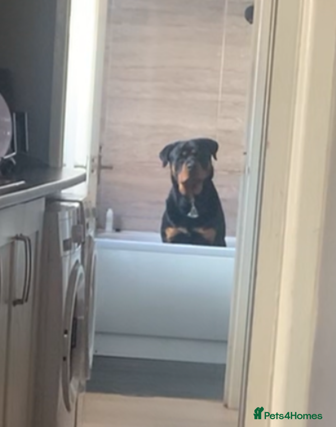 Rottweiler dogs for sale: Gorgeous boy 2 yr old rottweiler  - Advert 9