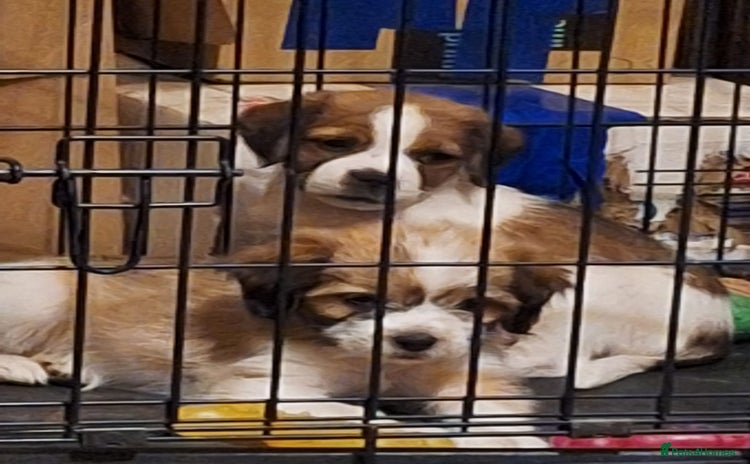 Mixed Breed dogs - Advert 3