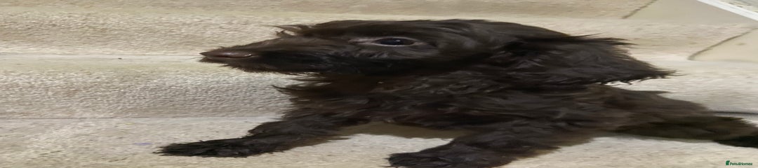 Cockapoo Puppy 4