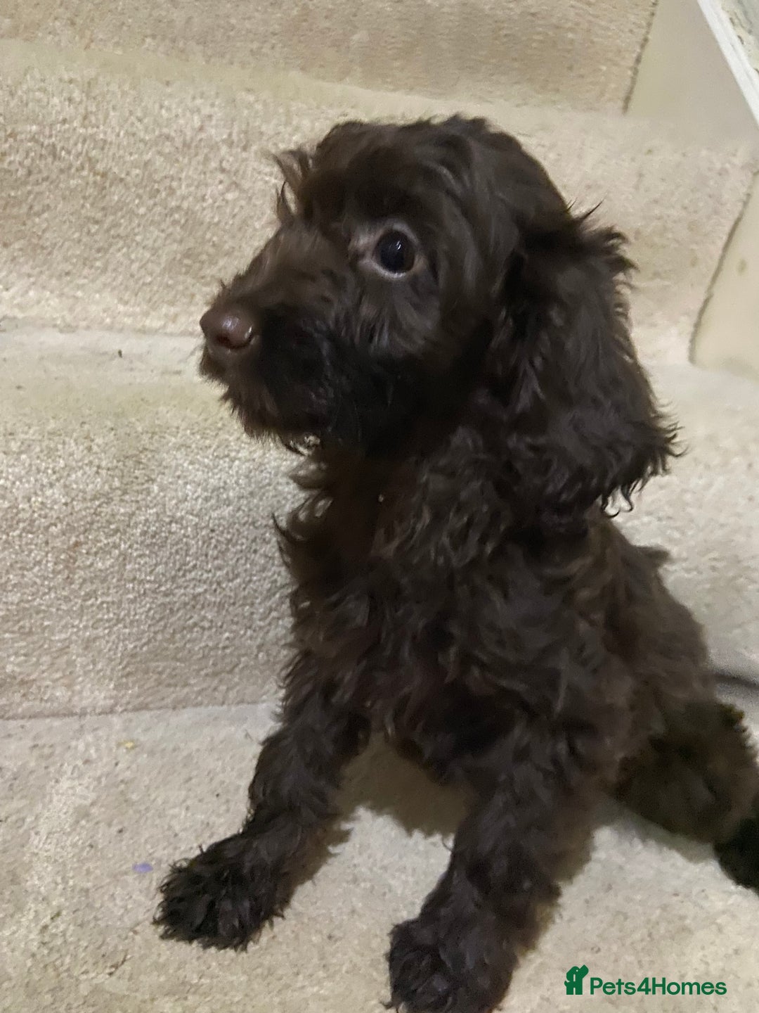 Cockapoo dogs for sale: F1 cockapoo PRA hereditary clear  - Image 9