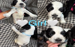 Cocker Spaniel dogs for sale: Cocker spaniel puppy’s - Image 13
