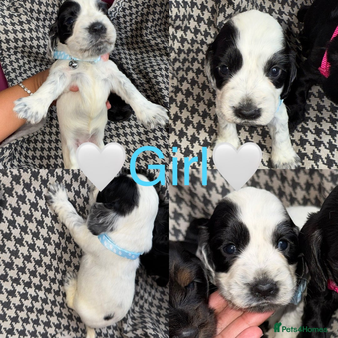 Cocker Spaniel dogs for sale: Cocker spaniel puppy’s - Image 13