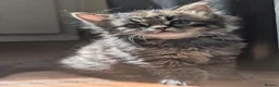 Persian cats for sale: Irresistible Russian Blue Persian Kittens. - Advert 2