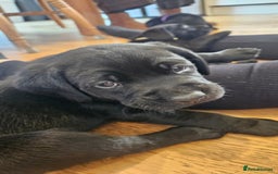 Labrador Retriever dogs for sale: 2 beautiful girls - Advert 2