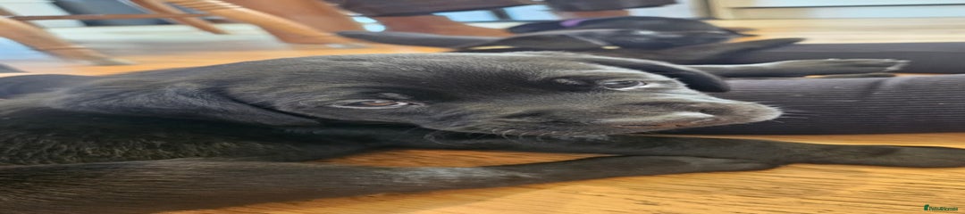 Labrador Retriever Puppy 1