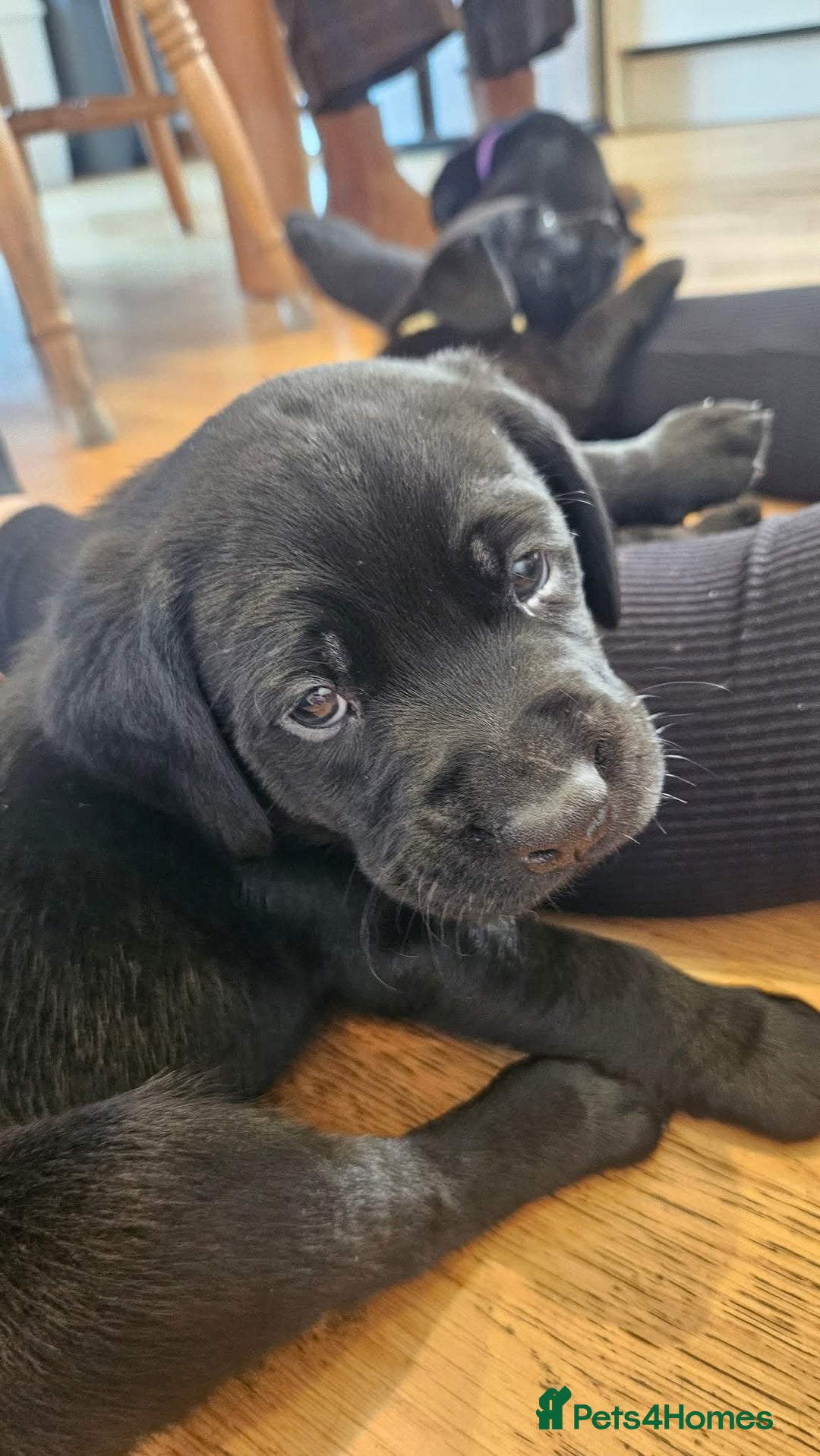 Labrador Retriever dogs for sale: 2 beautiful girls - Advert 2