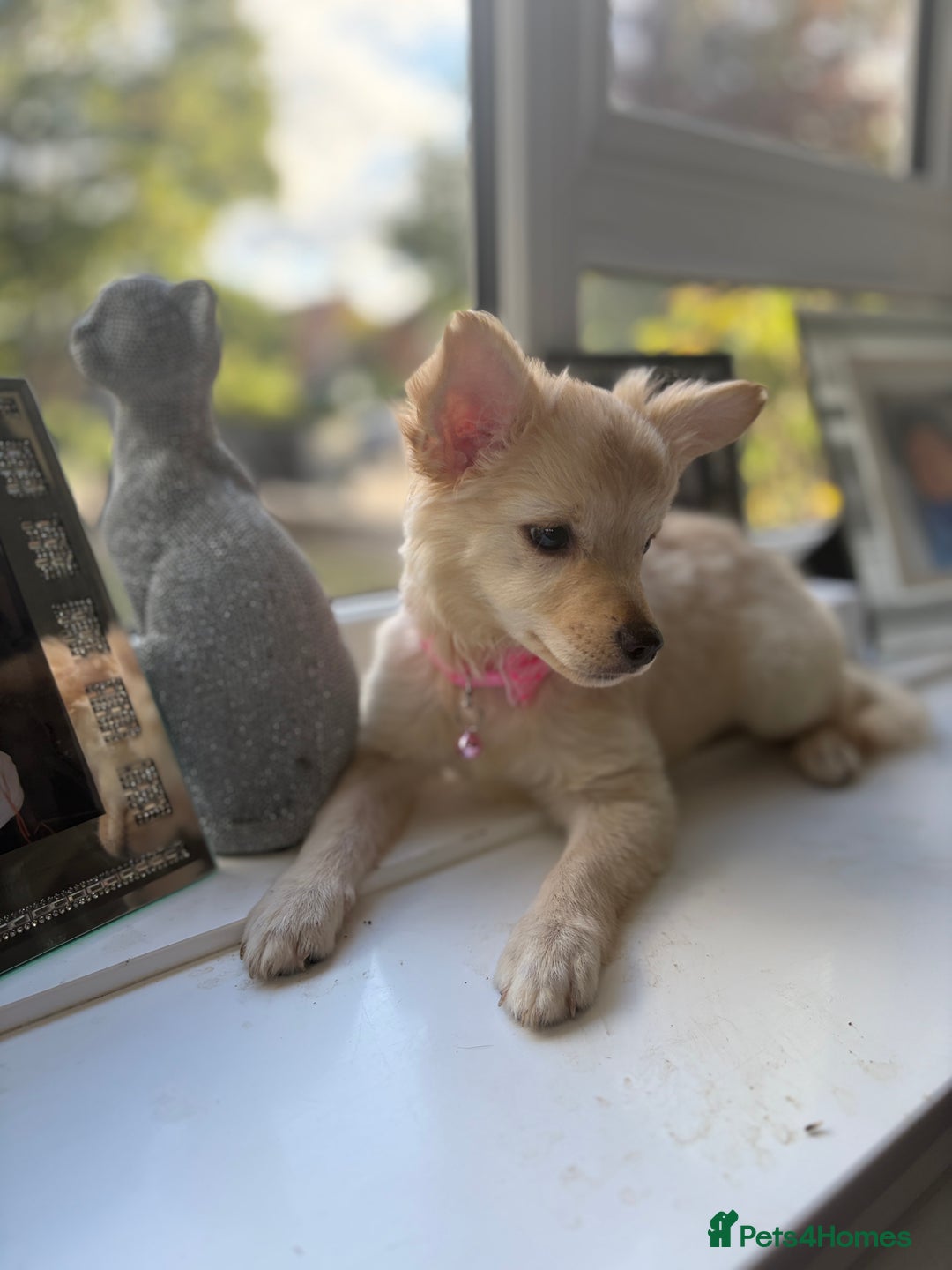Chihuahua dogs for sale: Chihuahua x Italian volpino (4 puppies left ) 🏆 - Image 23