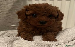 Toy Poodle dogs for sale: Stunning Fox Red Toy Poodles - Image 4