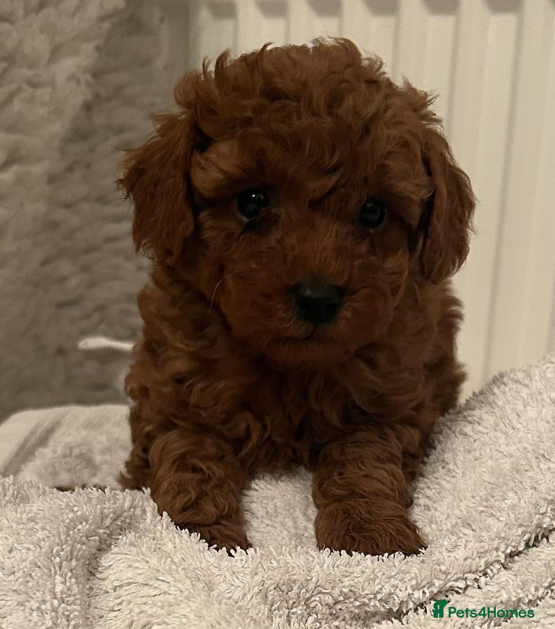 Toy Poodle dogs for sale: Stunning Fox Red Toy Poodles - Image 4