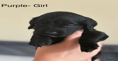 Cocker Spaniel dogs Gorgeous Working Cocker spaniels for sale - Advert 2