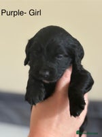 Cocker Spaniel dogs Gorgeous Working Cocker spaniels for sale - Advert 2