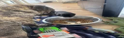 Mixed Breed dogs for sale: LAST PUP AVAILABLE  - Advert 22