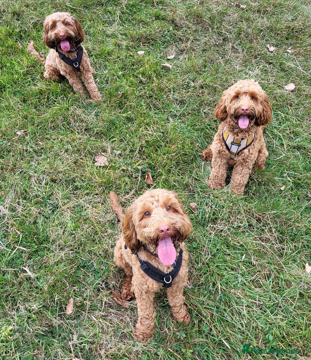 Toy Poodle dogs for stud: EXTENSIVELY HEALTH TESTED TOY POODLE STUD TYSON🌹 in Sheerness - Advert 28