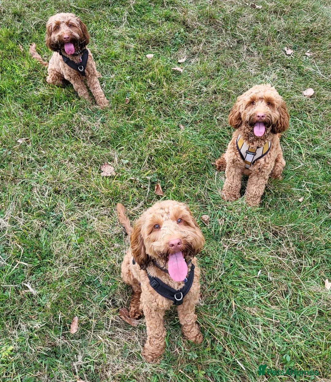 Toy Poodle dogs for stud: EXTENSIVELY HEALTH TESTED TOY POODLE STUD TYSON🌹 in Sheerness - Advert 28