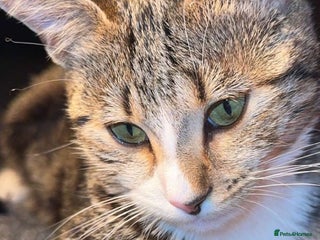 Mixed Breed cats Kittens for sale - Advert 18