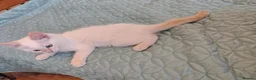 Mixed Breed cats for sale: Blue eyed ragdoll mix kittens - Advert 4