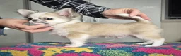 Chihuahua dogs for sale: KC Beautiful Chihuahua boy - Advert 2