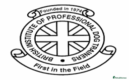 Golden Retriever dogs for sale: KC REG girl via POLICE trained dog behaviourist  - Image 9