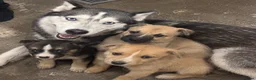 Mixed Breed dogs for sale: Husky cross puppies  in Wimborne - Advert 1