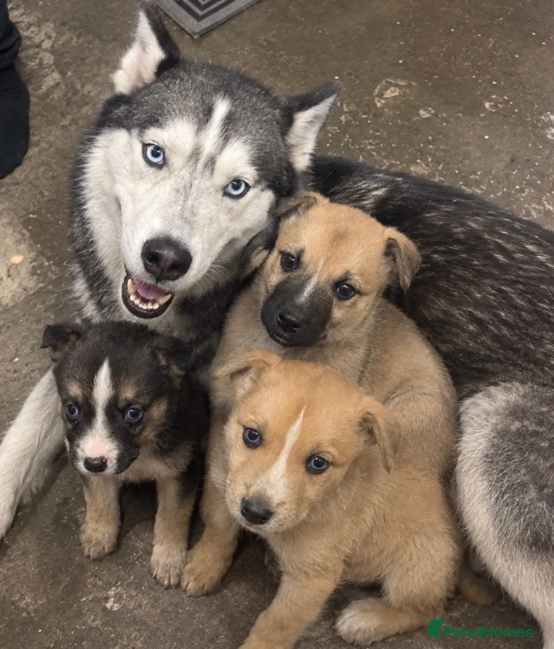 Mixed Breed dogs for sale: Husky cross puppies  in Wimborne - Advert 1