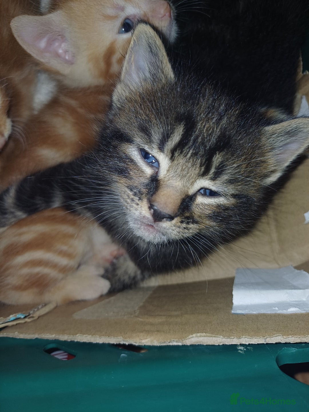 Mixed Breed cats for sale: 5 Kittens - Image 2