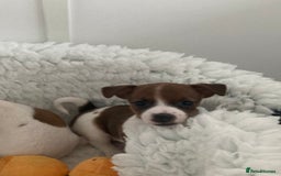 Jack Russell dogs for sale: Stunning 7 wks Jack Russell Terrier pups £950 - Image 8