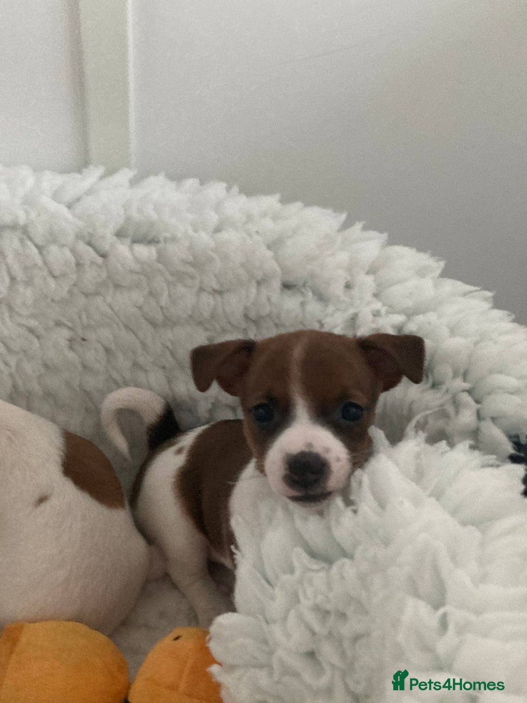 Jack Russell dogs for sale: Stunning 7 wks Jack Russell Terrier pups £950 - Image 8