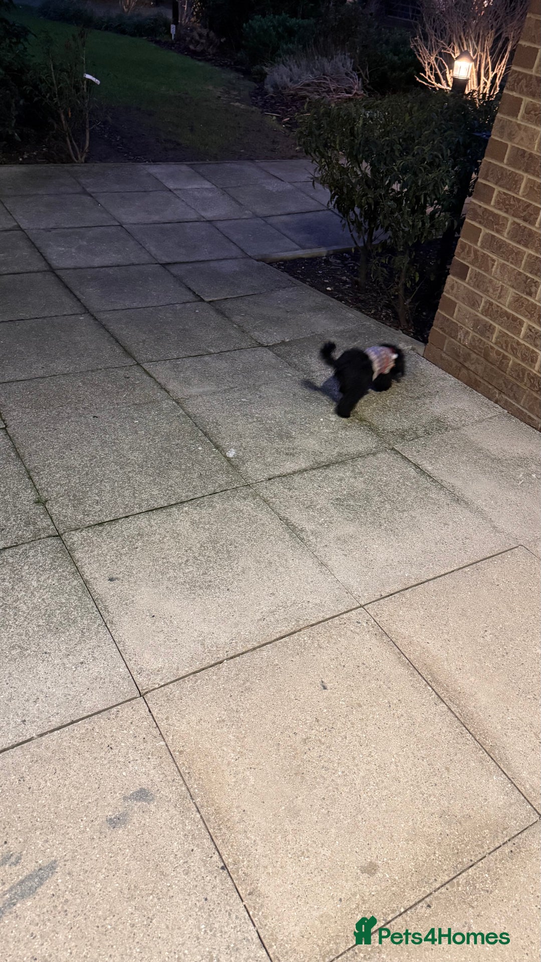 Cockapoo dogs for sale: Adorable Female Cockapoo Puppy for Sale - Advert 7