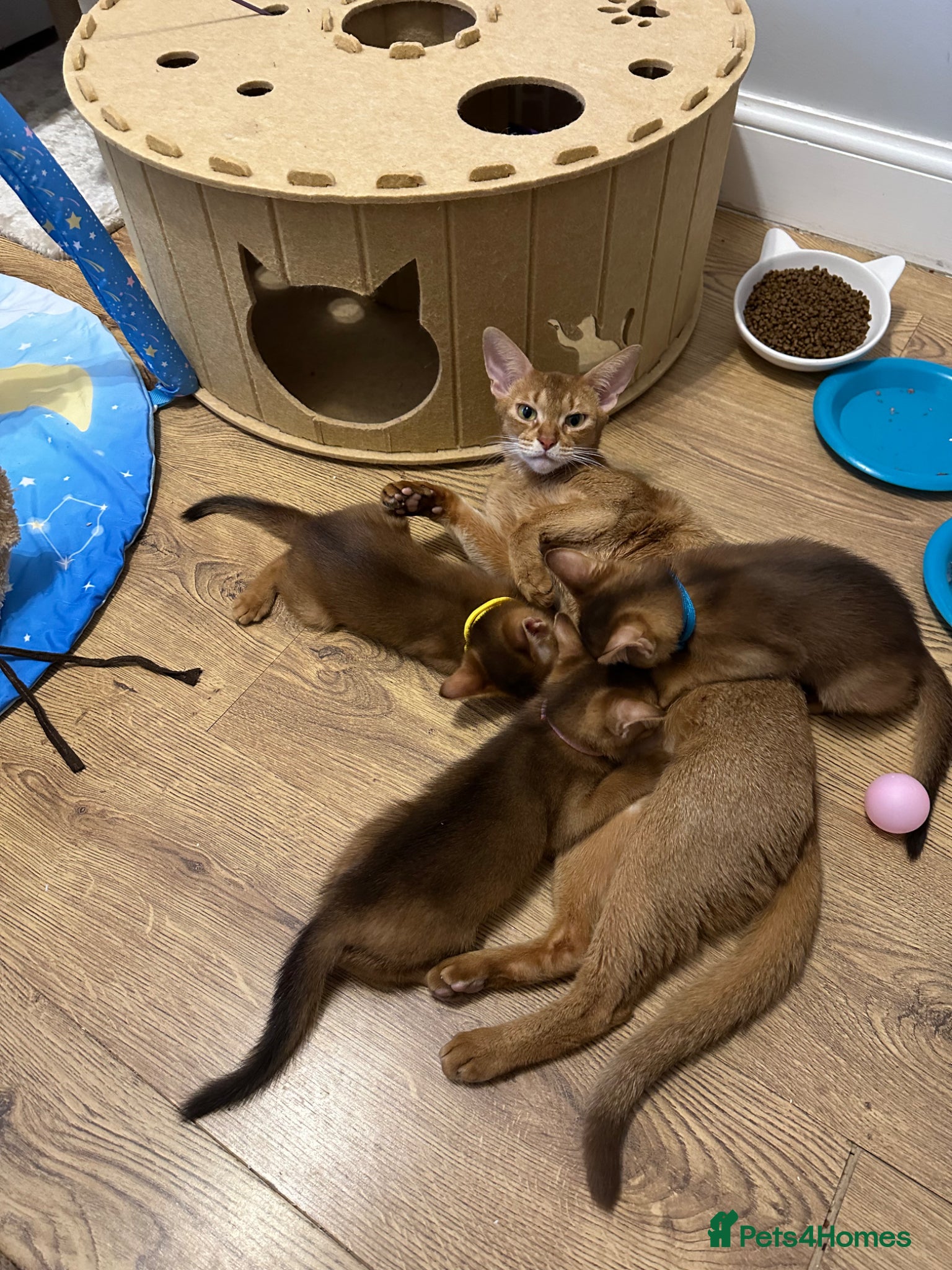Abyssinian cats for sale: Abyssinian kittens  - Advert 24