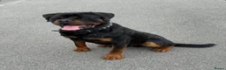 Rottweiler dogs for sale: Beautiful Chunky Rottweiler Puppies Now Here  - Advert 4