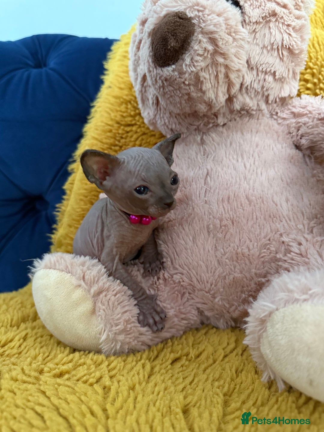 Sphynx cats for sale: TICA Adorable Kittens❤️Parents HCM Clear  - Image 7