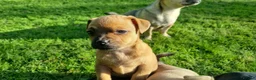 Mixed Breed dogs for sale: Gorgeous little pug mix puppies in Dungannon - Advert 13