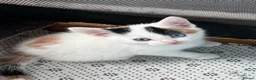 Mixed Breed cats for sale: 2 beautiful kittens left - Advert 5