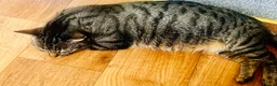 Tibetan cats for sale: Kittens looking for a loving home  - Advert 2