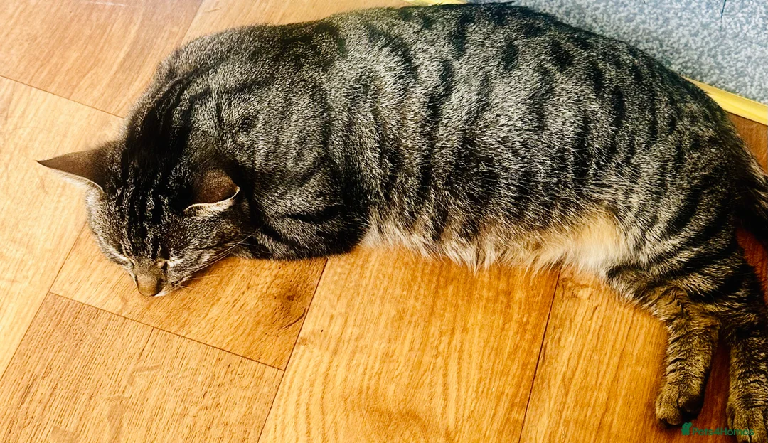 Tibetan cats for sale: Kittens looking for a loving home  - Advert 2