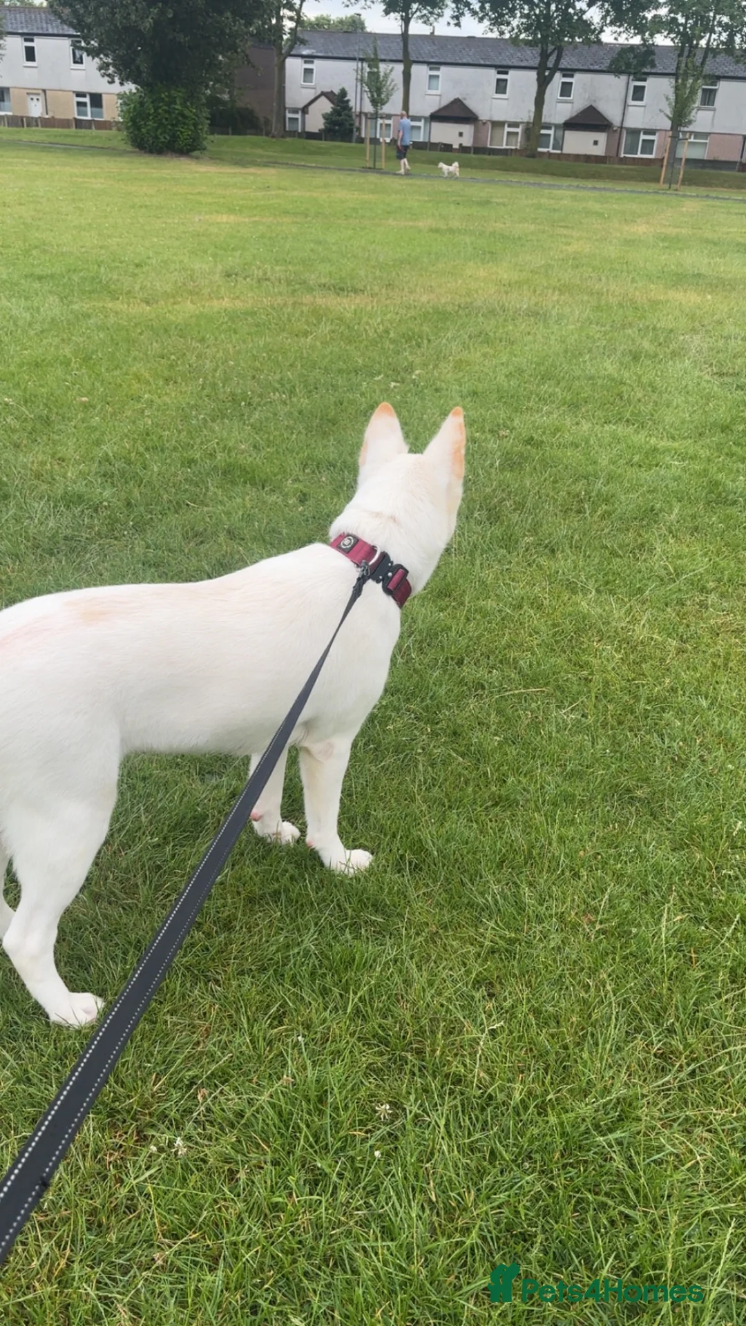 Mixed Breed dogs for sale: gorgeous akita mix for sale in Runcorn - Advert 2