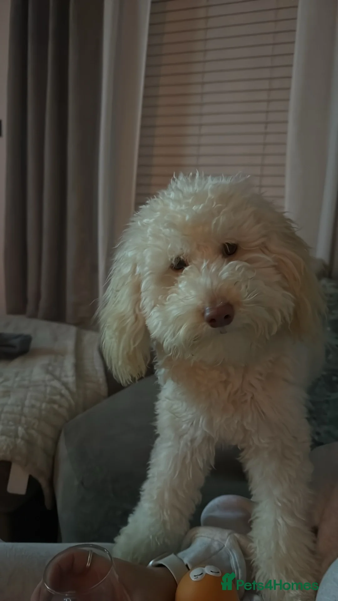 Toy Poodle dogs for sale: Dexter  in Peterlee - Advert 2