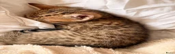 Bengal cats for sale: Bengal x Tabby kittens in Weymouth - Advert 8
