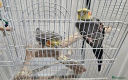 Cockatiels birds for sale: Two lovely cocktails  - Image 2